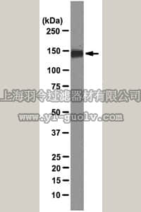 merck millipore,默克密理博,MABS25,Anti-VLDL-R Antibody, clone 6A6