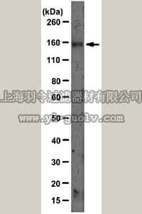 merck millipore,默克密理博,MABS26,Anti-LDLR Antibody, clone C7