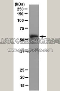 merck millipore,默克密理博,MABS273,Anti-Abl interactor 1 Antibody, clone W8-3