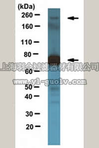 merck millipore,默克密理博,MABS275,Anti-Gli3 Antibody, clone 5E1