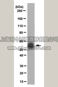 merck millipore,默克密理博,MABS276,Anti-pan polyglycylated Tubulin Antibody, clone AXO 49