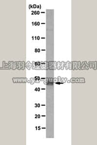 merck millipore,默克密理博,MABS278,Anti-EMAPII Antibody, clone M7/1, (Preservat ive free)