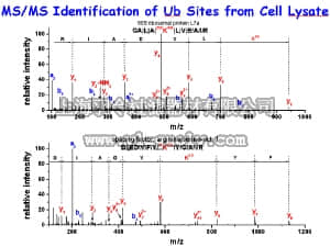 merck millipore,默克密理博,MABS27,Anti-Diglycyl Lysine (Clone GX41) Antibody