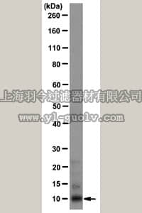 merck millipore,默克密理博,MABS31,Anti-Calcyclin Antibody, clone CPTC-Calcyclin-2