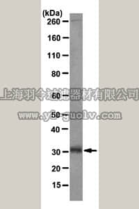merck millipore,默克密理博,MABS32,Anti-GCLM Antibody, clone CPTC-GCLM-3