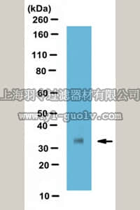 merck millipore,默克密理博,MABS330,Anti-SFRP2 Antibody, clone 8H1