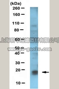 merck millipore,默克密理博,MABS351,Anti-FAT10 Antibody, clone 4F1