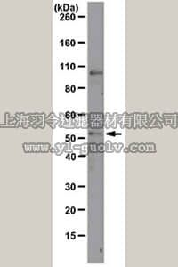 merck millipore,默克密理博,MABS36,Anti-ODC1 Antibody, clone CPTC-ODC1-2