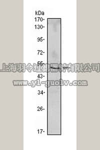 merck millipore,默克密理博,MABS383,Anti-NFKBIB Antibody, clone 7B4