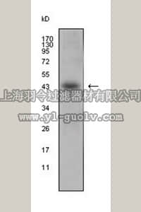 merck millipore,默克密理博,MABS385,Anti-APOL1 Antibody, clone 1D4