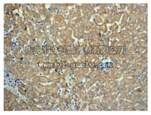 merck millipore,默克密理博,MABS387,Anti-Apolipoprotein Antibody L1, clone EPR2906, rabbit monoclonal
