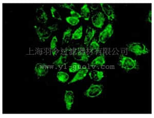 merck millipore,默克密理博,MABS389,Anti-Cytochrome P450 17A1 Antibody, clone EPR6293, rabbit monoclonal