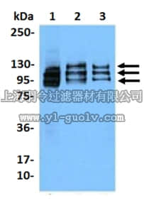 merck millipore,默克密理博,MABS409,Anti-NFATc1 Antibody, clone 7A6