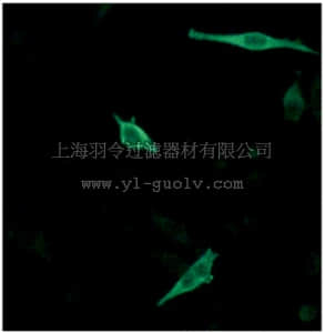merck millipore,默克密理博,MABS441,Anti-WBP2 Antibody, clone 4C8H10