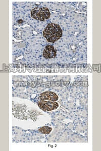 merck millipore,默克密理博,MABS455,Anti-GLEPP1 Antibody, extracellular domain, clone 1B4