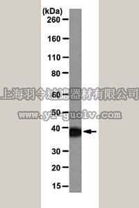 merck millipore,默克密理博,MABS45,Anti-Annexin A1 Antibody, clone CPTC-ANXA1-2