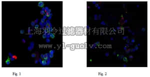 merck millipore,默克密理博,MABS461,Anti-Neutrophil Elastase Antibody, clone AHN-10