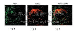 merck millipore,默克密理博,MABS465,Anti-Nampt, clone 14A.5 Antibody