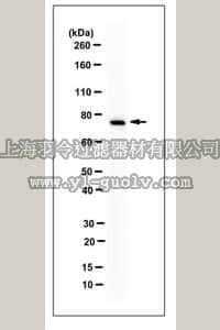 merck millipore,默克密理博,MABS474,Anti-GRP78 Antibody, clone N88