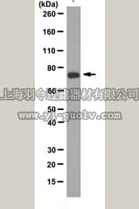 merck millipore,默克密理博,MABS475,Anti-GRP-78 Antibody, clone C107
