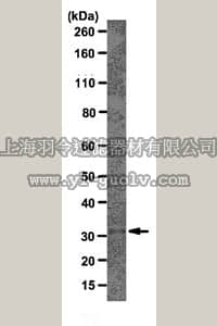 merck millipore,默克密理博,MABS50,Anti-Cdk5 Antibody, clone 1H3