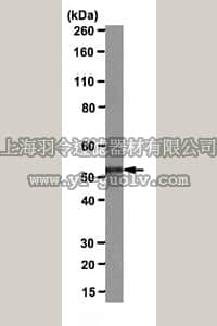 merck millipore,默克密理博,MABS56,Anti-NDR1/2 protein kinase Antibody, clone BH6-31G14