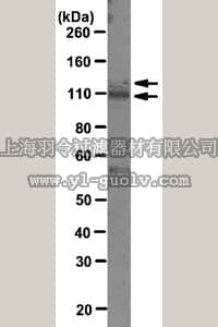 merck millipore,默克密理博,MABS61,Anti-PARG Antibody, clone D8B10
