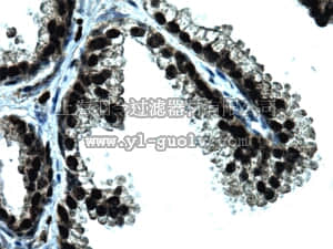 merck millipore,默克密理博,MABS62,Anti-GREB1 Antibody, clone GREB1Ab