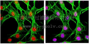 merck millipore,默克密理博,MABS64,Anti-phospho-p38 (Thr180/Tyr182) Antibody, clone 6E5.2