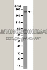 merck millipore,默克密理博,MABS67,Anti-erbB-3/HER-3 Antibody, clone 15A2.1