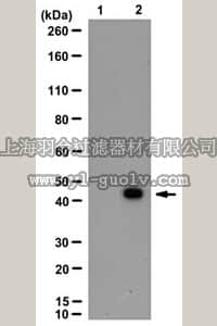 merck millipore,默克密理博,MABS71,Anti-phospho-MAPK 1/2 (Thr203/Ty205) Antibody, clone 14B9.1