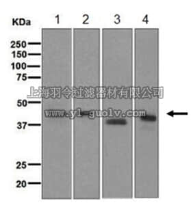 merck millipore,默克密理博,MABS731,Anti-PON1, clone EPR2893, Rabbit Monoclonal Antibody