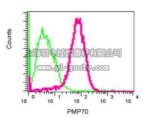merck millipore,默克密理博,MABS738,Anti-PMP70, clone EPR5614, Rabbit Monoclonal Antibody