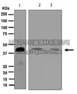 merck millipore,默克密理博,MABS745,Anti-CDK7, clone EP4324, Rabbit Monoclonal Antibody