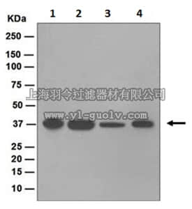 merck millipore,默克密理博,MABS746,Anti-COPS5, clone EPR1350, Rabbit Monoclonal Antibody