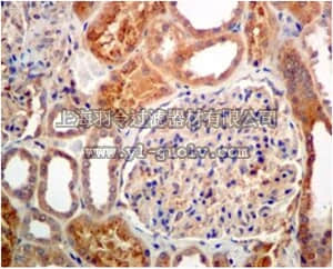 merck millipore,默克密理博,MABS747,Anti-RBP4, clone EPR5878, Rabbit Monoclonal Antibody