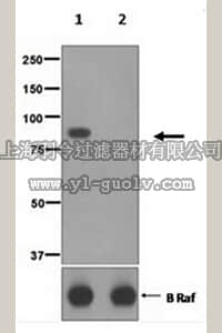 merck millipore,默克密理博,MABS748,Anti-phospho-B-Raf (Ser729), clone EPR2207, Rabbit Monoclonal Antibody