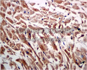 merck millipore,默克密理博,MABS752,Anti-RAC3, clone EPR6679(B), Rabbit Monoclonal Antibody