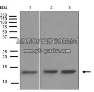 merck millipore,默克密理博,MABS753,Anti-RBX1, clone EPR6849(B), Rabbit Monoclonal Antibody