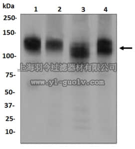 merck millipore,默克密理博,MABS757,Anti-IFN alpha R1, clone EPR6244, Rabbit Monoclonal Antibody