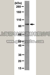 merck millipore,默克密理博,MABS76,Anti-PI3 kinase alpha Antibody, clone 2B12.1