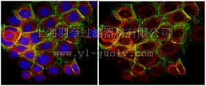 merck millipore,默克密理博,MABS82,Anti-phospho-p70 S6 Kinase (Thr389) Antibody, clone 10G7.1