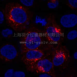 merck millipore,默克密理博,MABS87,Anti-GPR177 Antibody, clone YJ5
