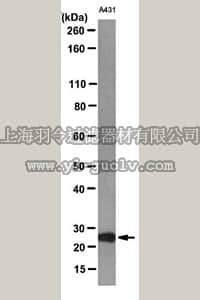 merck millipore,默克密理博,MABS89,Anti-GRB-2 Antibody, clone 7G10.1