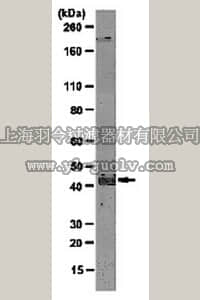 merck millipore,默克密理博,MABS95,Anti-Wnt-1 Antibody, clone 20C3.1