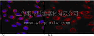 merck millipore,默克密理博,MABT100,Anti-Girdin Antibody, CT, clone 10E6.1