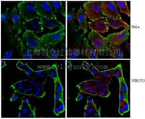 merck millipore,默克密理博,MABT106,Anti-Protein Spindly Antibody, clone 9D10.2