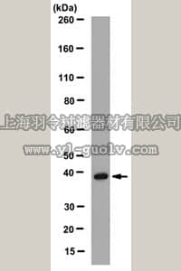 merck millipore,默克密理博,MABT107,Anti-Src-like-adapter Antibody/SLAP1, clone 1D9.1