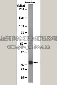 merck millipore,默克密理博,MABT108,Anti-TNF-alpha induced protein 6 (TSG-6) Antibody, clone NG3
