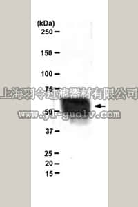 merck millipore,默克密理博,MABT109,Anti-Aggrecan Antibody, clone 7D1
